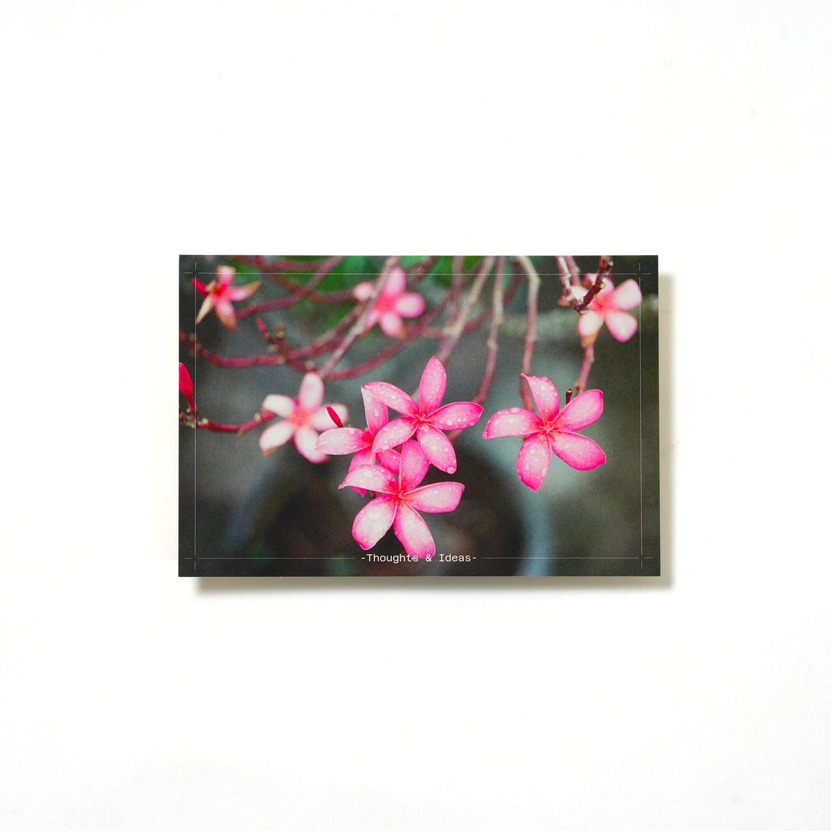 Bayan Postcard: Pink Plumeria