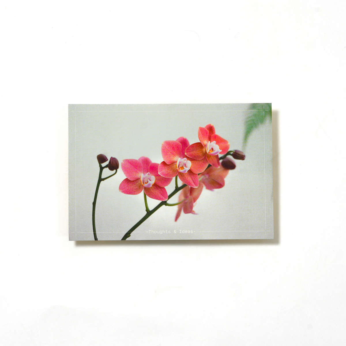Bayan Postcard: Phalaenopsis Orchid