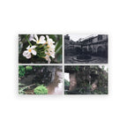 Bayan Postcards (Set of 4)